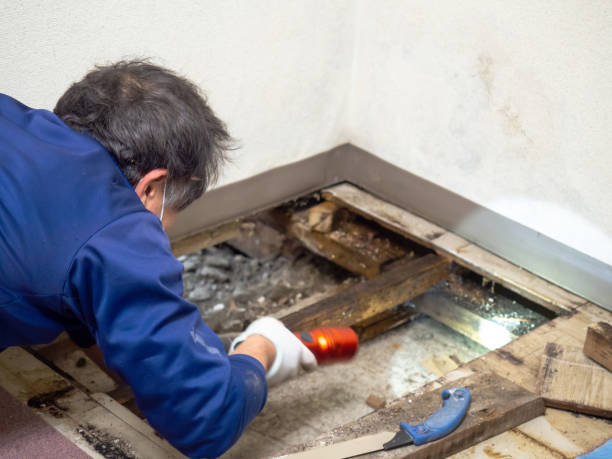 Best Commercial Mold Remediation in Prosperity, WV