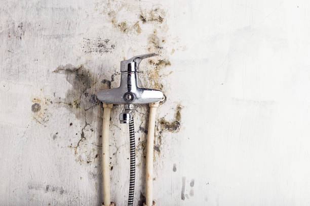 Best Post-Flood Mold Remediation in Prosperity, WV