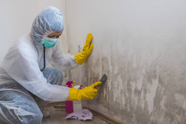 Best Emergency Mold Remediation in Prosperity, WV