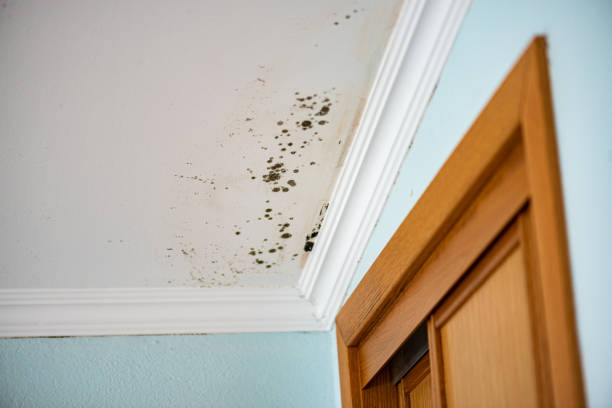 Best HVAC Mold Remediation in Prosperity, WV