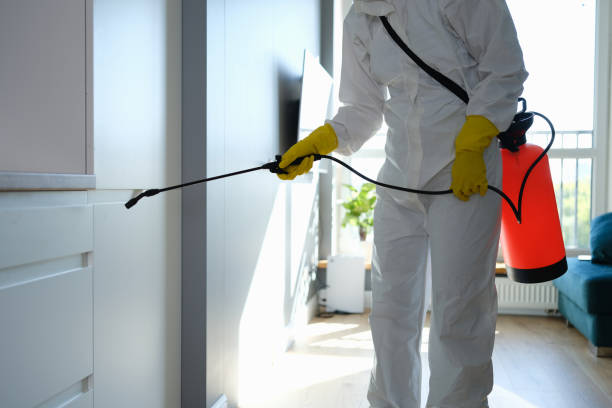 Best Basement Mold Remediation in Prosperity, WV