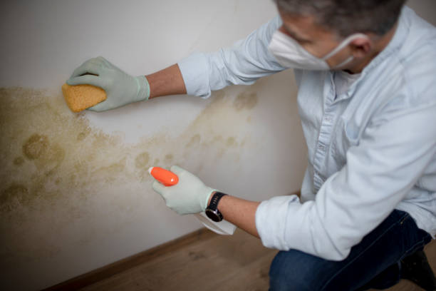 Best Emergency Mold Remediation in Prosperity, WV
