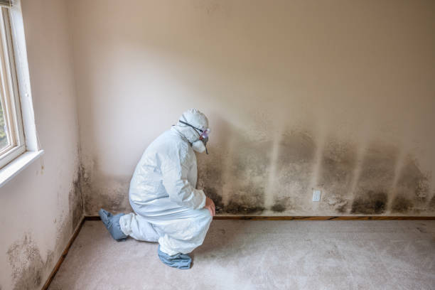 Best Black Mold Remediation in Prosperity, WV
