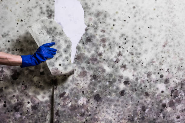 Best White Mold Remediation in Prosperity, WV
