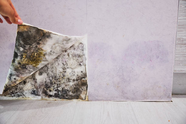  Prosperity, WV Mold Removal Pros